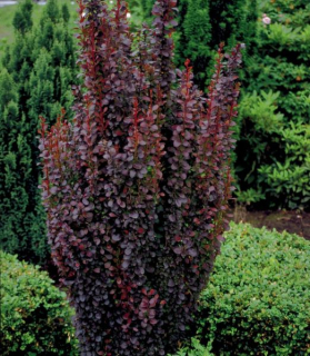 Berberis thunbergii 'Red Rocket'